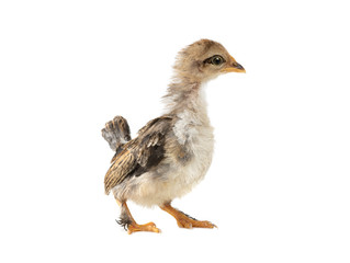 Monthly chick isolated on a white background.