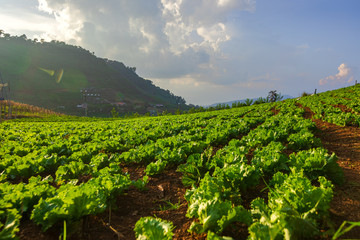 Fototapeta na wymiar The chinese cabbagevegetable farm field on the mountain. Farm, harvest, agriculture concept.