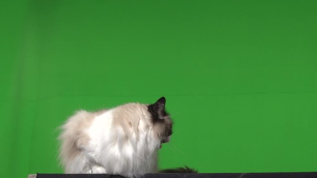 Cat ragdoll green screen
