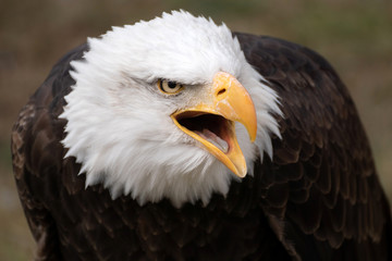 Face portrait of an American bald eagle