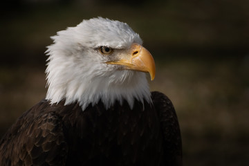 Face portrait of an American bald eagle