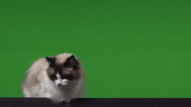 Cat ragdoll green screen