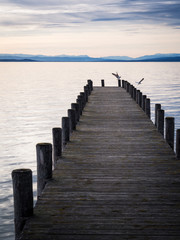 Fototapeta premium Jetty with seagulls on lake Neusiedlersee in Burgenland