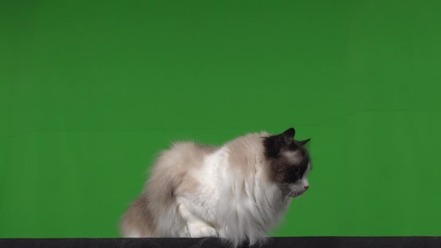 Cat ragdoll green screen