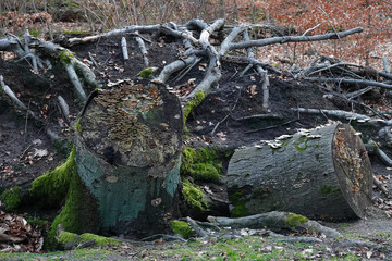 Baumwurzel und Baumstamm