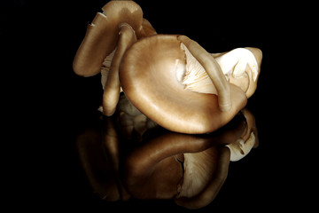 Oyster mushroom on black background - 327871592