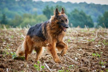 Deutscher Schäferhund rennt über ein Feld