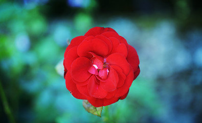 macro fleur rouge rose nature