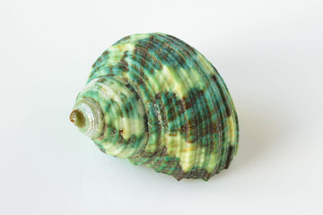 A beautiful sea green shell