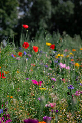 Spring Time Flowers