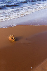 Dry grass clump is washed ashore by sea waves. A tuft of grass and seaweed lays at the beach. Beautiful sea landscape with sand and waves.