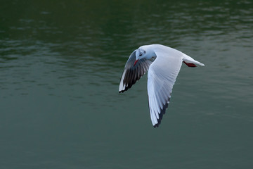 Gaviota cabecinegra