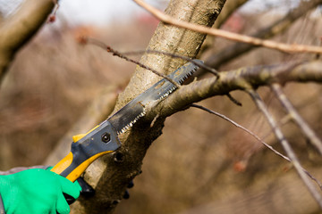 Pruning spring garden tree plants, seasonal garden concept.