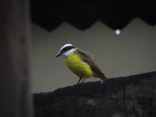 yellow bird on a branch