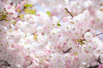 boccioli di fiori in primavera 
