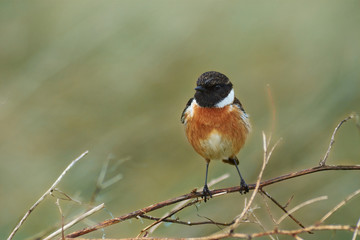 Tarabilla macho