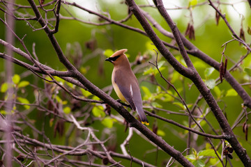 Cedar Waxwing Resting on a Branch