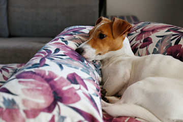 Cute one year old Jack Russel terrier puppy with folded ears chilling on bunch of cushions with colorful exotic palm tree leaf print. Adorable small breed doggy. Close up, copy space, background.