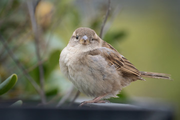 Portrait of a cute female wild sparrow