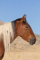 A Majestic Wild Horse in Fall in the Utah Desert