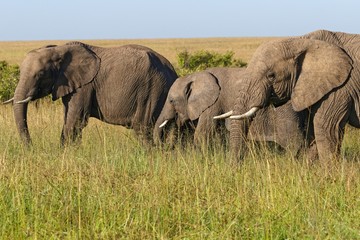 Naklejka na ściany i meble Elefanten in der Masai Mara