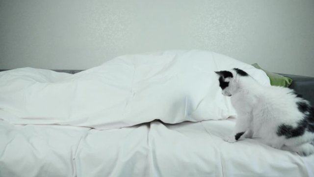 Domestic white black cat sits on the bed near the sleeping owner who is lying under a blanket and then kitty scaredly abruptly runs away. Funny amusing situation. Wide shot lockdown