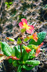 red flowers in garden