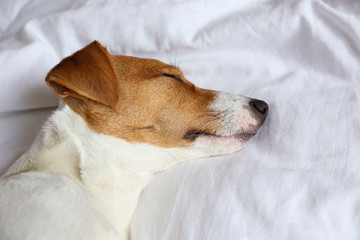 Cute Jack Russel terrier puppy with big ears sleeping on a bed with white linens. Small adorable doggy with funny fur stains lying in adorable positions. Close up, copy space, background.