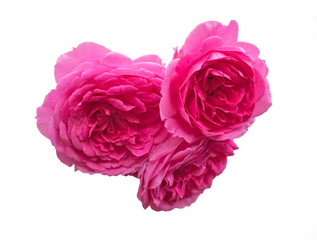 Three bright-pink rose flowers isolated on white background