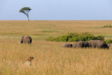 Elefanten und Gepard