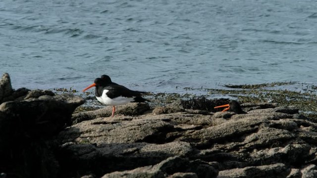 Oyster Catchers standing on rocks in County Donegal - Ireland