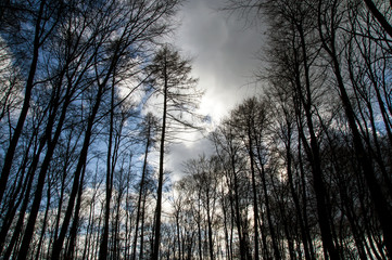 Fototapeta na wymiar Wald unter blauem Himmel 