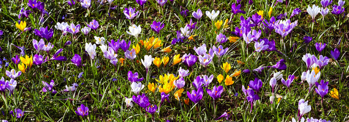 Fototapeta premium Crocuses in the spa gardens Baden Baden_Germany, Europe