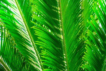 Group of big green leaves of exotic date palm tree, isolated on white background. Tropical plant foliage with visible texture. Pollution free symbol. Close up, copy space.