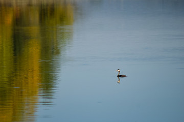 Diver swimming on lake 