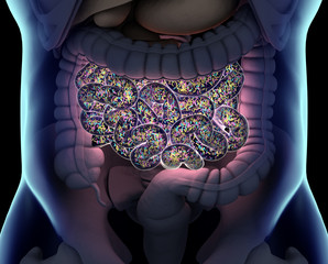 Anatomy illustration of the human digestive system. 3D illustration