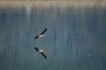 Cormorant flying over the lake