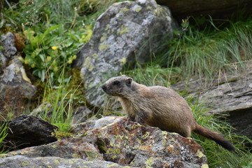 Marmotta 