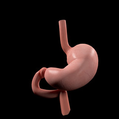 Anatomy illustration of the human stomach. 3D illustration