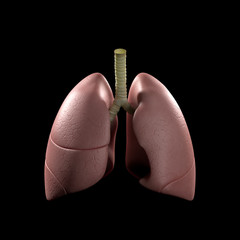 Anatomy illustration of the human lungs. 3D illustration