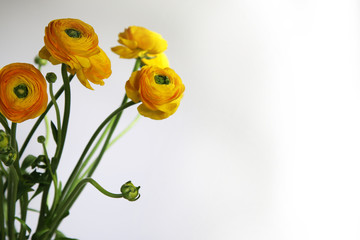 Ranuncoli gialli, fiori recisi isolati su fondo chiaro, spazio per testo