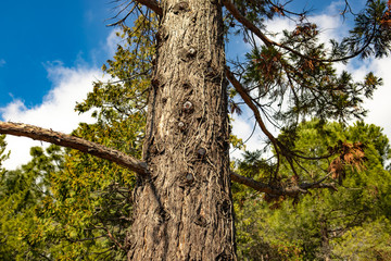 Fototapeta premium Trees in the forest