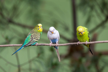 Parrots sitting on branch. Wildlife love scene from trop.