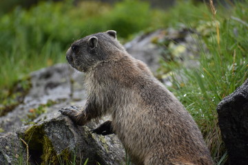 Marmotta 