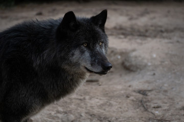 Portrait of a beautiful black northwestern wolf