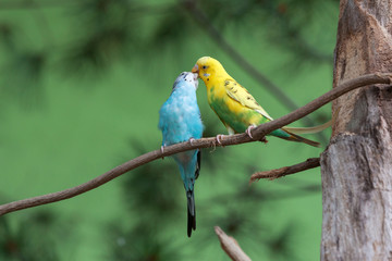 Wildlife love scene from trop. Pair of parrot sitting on branch. Bird love.
