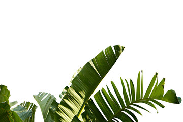 Group of big green banana leaves of exotic palm tree in sunshine on white background. Tropical plant foliage with visible texture. Pollution free symbol. Close up, copy space. © Evrymmnt