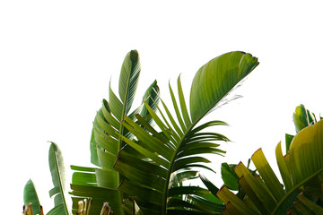 Group of big green banana leaves of exotic palm tree in sunshine on white background. Tropical...