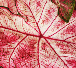 Abstract background, reddish nervs on a leaf,, African plants