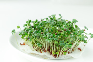Fresh micro greens closeup. Microgreen mustard sprouts. Microgreens growing. Healthy eating concept. White background.